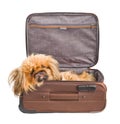 Dog in travel case