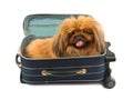 Dog in travel case