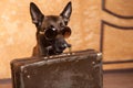 Dog traveler with cases in eyeglassess