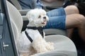 Dog traveling in a car Royalty Free Stock Photo