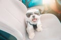 Dog traveling in a car Royalty Free Stock Photo