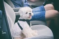 Dog traveling in a car Royalty Free Stock Photo