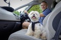 Dog traveling in a car Royalty Free Stock Photo