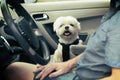 Dog traveling in a car Royalty Free Stock Photo