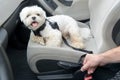Dog traveling in a car Royalty Free Stock Photo
