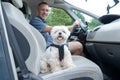 Dog traveling in a car Royalty Free Stock Photo