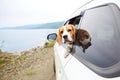 The dog travels by car. Cute dog beagle looks out of the car window.