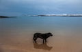 Dog on Trearddur Bay Royalty Free Stock Photo