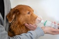 Dog treated with an asthma inhaler.