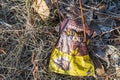 Dog treats plastic bag polluting the forest