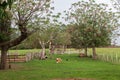 Dog and Trees Farm