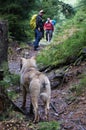 Dog on the trekking trail