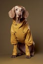 dog latex concept fashion animal colourful pet stylish art funny. Generative AI.