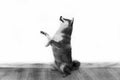 dog tricks. black and white photo of a dog on its hind legs looking up. Royalty Free Stock Photo