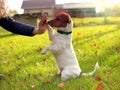 Dog tricks. The dog gives back a paw. Jack Russell Terrier Royalty Free Stock Photo