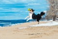 The obedient dog dances on its hind legs vertically on a sandy beach in spring