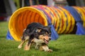 Dog Tricolor Border collie in agility tunel. It was competition only for large. Royalty Free Stock Photo