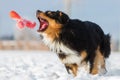 Dog tries to catch a toy in the snow Royalty Free Stock Photo