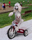 Dog on trike