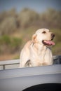 Dog in Truck