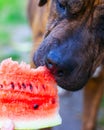 The dog is trying to eat watermelon close up