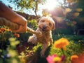 Dog Tug of War Game in Blossoming Garden Royalty Free Stock Photo