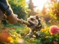 Dog Tug of War Game in Blossoming Garden Royalty Free Stock Photo