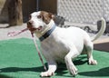 Dog tugging his own leash