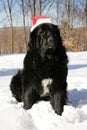 Dog with tuque Royalty Free Stock Photo