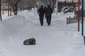 the dog twirled into a ball from the cold, a frozen dog sleeps on the sidewalk where people walk