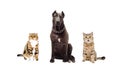 Dog and two cats Royalty Free Stock Photo