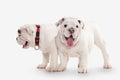 Dog. Two English bulldog puppies on white background Royalty Free Stock Photo