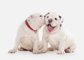 Dog. Two English bulldog puppies on white background Royalty Free Stock Photo