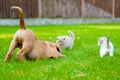 Dog And Two Kittens Playing Together Outdoor