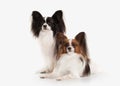 Dog. Two Papillon puppies on a white background Royalty Free Stock Photo