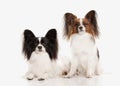 Dog. Two Papillon puppies on a white background Royalty Free Stock Photo