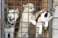A dog and two puppies are looking through the metal grid of a cage door. Royalty Free Stock Photo