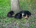 A dog with two puppies near a tree. Mom and cubs. Pets are free. Homeless dogs