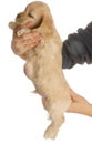 Dog with umbilical hernia