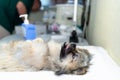 Dog under anesthesia in veterinarian clinic waiting for surgery Royalty Free Stock Photo