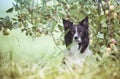 Dog under the Apple Tree. Black and White Border Collie Waiting in Apple Orchard. Royalty Free Stock Photo