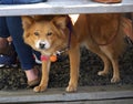 Dog under Bench protecting master.