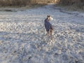 A dog under a blanket in the snow for a walk in December. Marzahn-Hellersdorf, Berlin, Germany