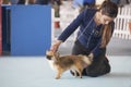 Dog under the care of its owner during the exhibition contest