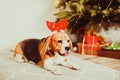 Dog under the christmas tree at home, Beagle breed