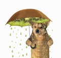 Dog under a kiwifruit umbrella 2 Royalty Free Stock Photo