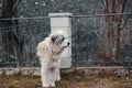 Dog under snow during burian Royalty Free Stock Photo