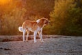 Dog under sunshine Royalty Free Stock Photo