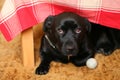 Dog under a table