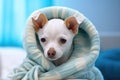 Dog under warm plaid at home. Cute white chihuahua puppy warms under cozy blanket in cold autumn winter day Royalty Free Stock Photo